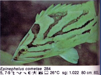 Epinephelus cometae